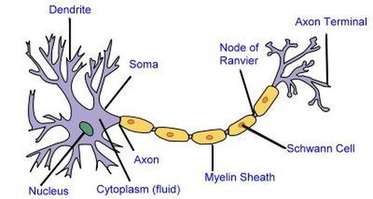 nerve cell diagram